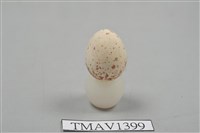 藏品(白頰山雀卵)的圖片